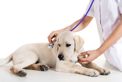 Bigstock Veterinay Taking Care Of A Dog 6415810 Capital City Vet